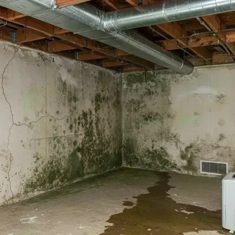 Professional Mold Removal in Kiowa, CO